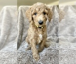 Small Photo #1 Goldendoodle Puppy For Sale in GLENDALE, AZ, USA