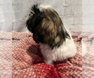 Shih Tzu Puppy for sale in ROSEVILLE, OH, USA