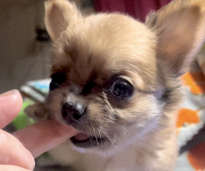 Chihuahua Puppy for Sale in ADAMSVILLE, Tennessee USA