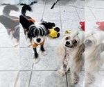 Small Photo #5 Chinese Crested Puppy For Sale in TAMPA, FL, USA