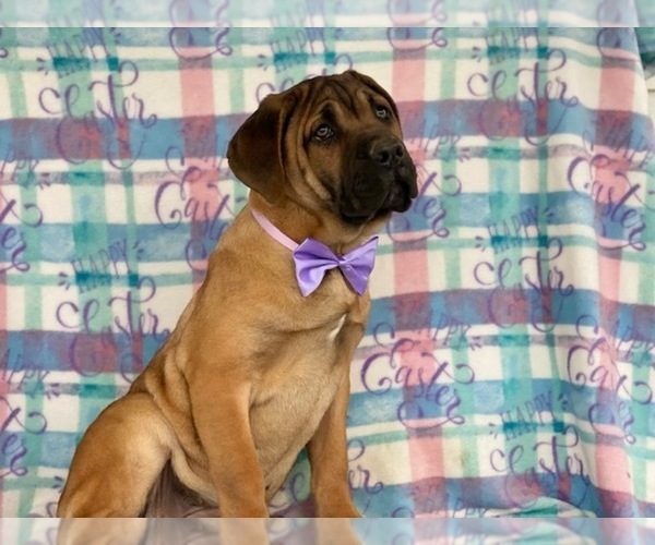 Medium Photo #3 Cane Corso Puppy For Sale in LANCASTER, PA, USA