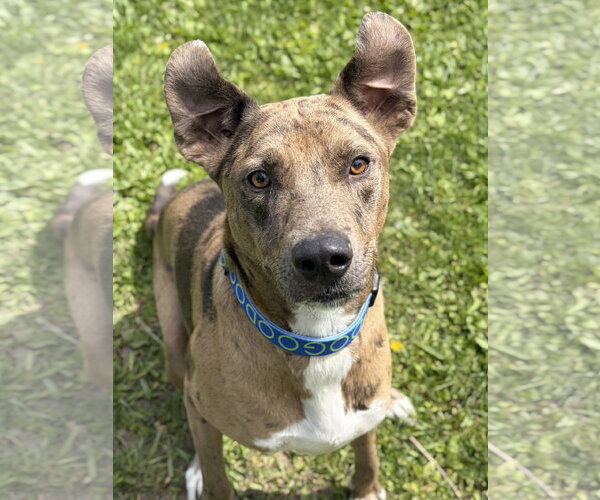 Medium Photo #4 Catahoula Leopard Dog-Unknown Mix Puppy For Sale in Jefferson, WI, USA