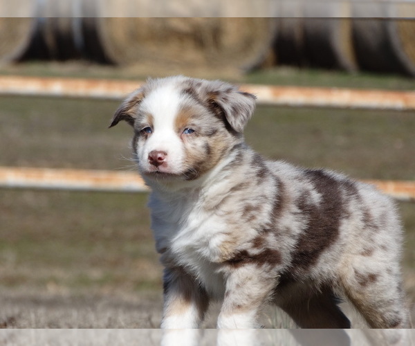Full screen Photo #3 Australian Shepherd Puppy For Sale in OZARK, AR, USA