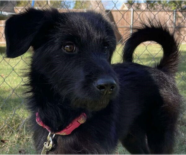 Medium Photo #9 Mutt Puppy For Sale in McKinney, TX, USA