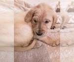 Small Photo #1 Labradoodle Puppy For Sale in KALISPELL, MT, USA
