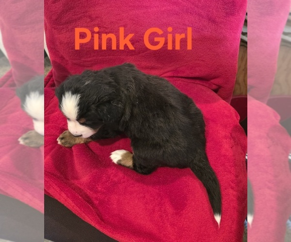 Medium Photo #3 Bernese Mountain Dog Puppy For Sale in TAYLORSVILLE, NC, USA