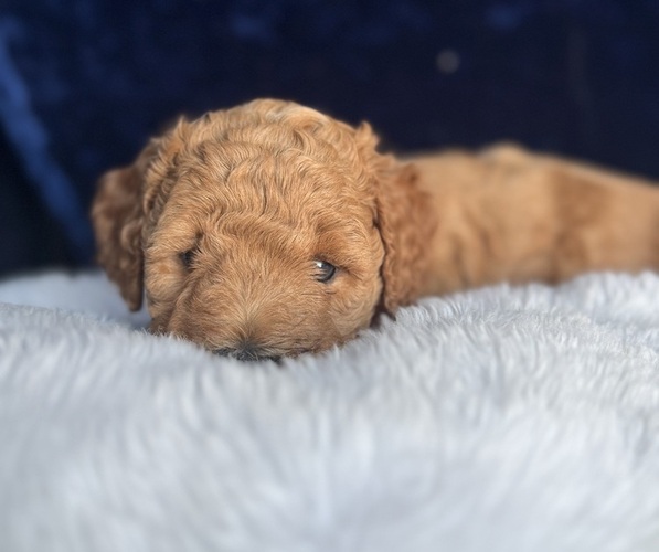 Medium Photo #46 Goldendoodle (Miniature) Puppy For Sale in SAN FERNANDO, CA, USA