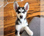 Small #1 Siberian Husky