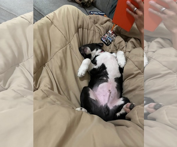 Medium Photo #10 Unknown-white german shepherd Mix Puppy For Sale in Holly Springs, NC, USA