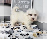 Small Photo #2 Maltipoo Puppy For Sale in FRANKLIN, IN, USA