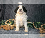 Small #2 Bernedoodle (Miniature)