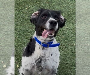 - Mix Dogs for adoption in Curwensville, PA, USA