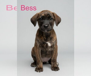 Mutt Dogs for adoption in Jackson Township, NJ, USA