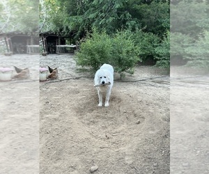 Father of the Great Pyrenees puppies born on 04/02/2026