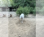 Small Photo #1 Great Pyrenees Puppy For Sale in GILBERT, SC, USA
