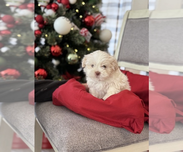 Medium Photo #1 Havashu Puppy For Sale in LAVINIA, TN, USA