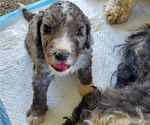 Small Photo #7 Bernedoodle Puppy For Sale in BATTLE GROUND, WA, USA