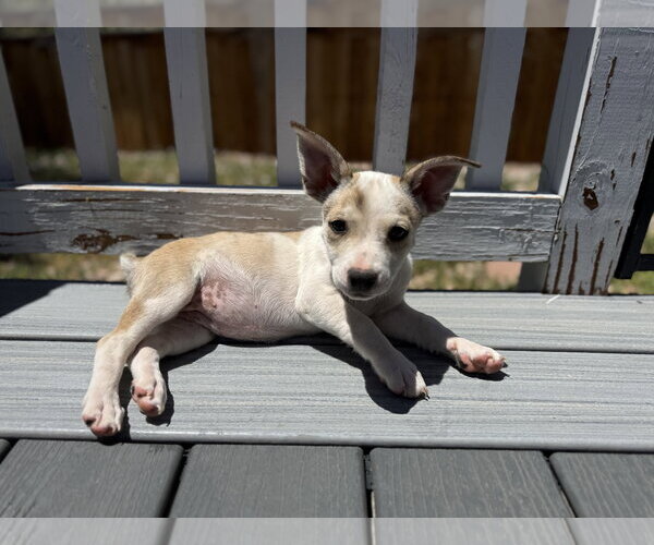 Medium Photo #2 Rat Terrier-Unknown Mix Puppy For Sale in Littleton, CO, USA