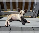 Small #1 Rat Terrier Mix