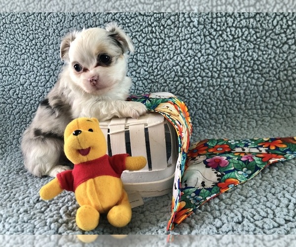 Medium Photo #5 Chihuahua Puppy For Sale in NEWVILLE, PA, USA