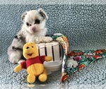 Small #4 Chihuahua