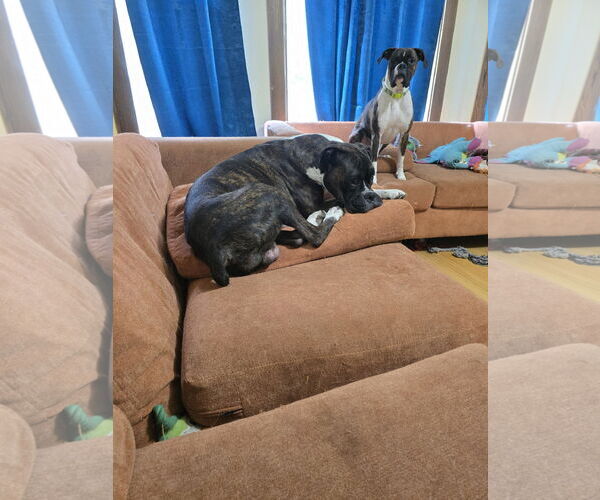 Medium Photo #3 Boxer Puppy For Sale in Woodbury, MN, USA