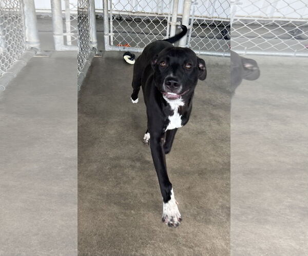 Medium Photo #1 American Pit Bull Terrier-Labrador Retriever Mix Puppy For Sale in Pryor, OK, USA