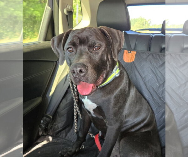 Medium Photo #1 Labrador Retriever-Unknown Mix Puppy For Sale in Montello, WI, USA