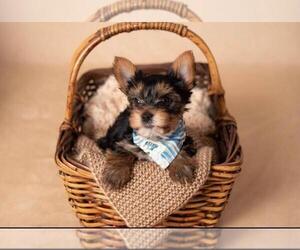 Yorkshire Terrier Puppy for Sale in PALM CITY, Florida USA