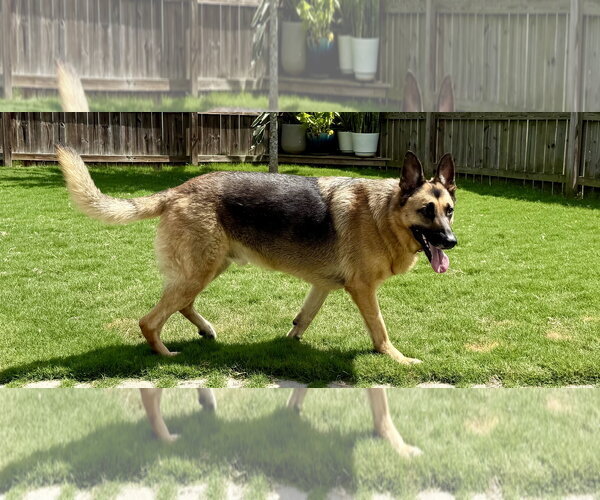 Medium Photo #1 German Shepherd Dog Puppy For Sale in La Grange , NC, USA