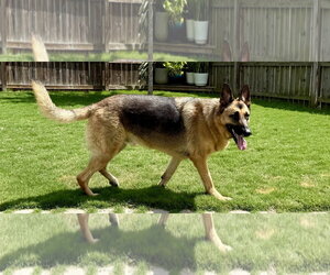 German Shepherd Dog Dogs for adoption in La Grange , NC, USA
