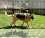 Small German Shepherd Dog