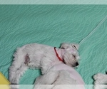Small Photo #6 Schnauzer (Miniature) Puppy For Sale in MANSFIELD, TX, USA