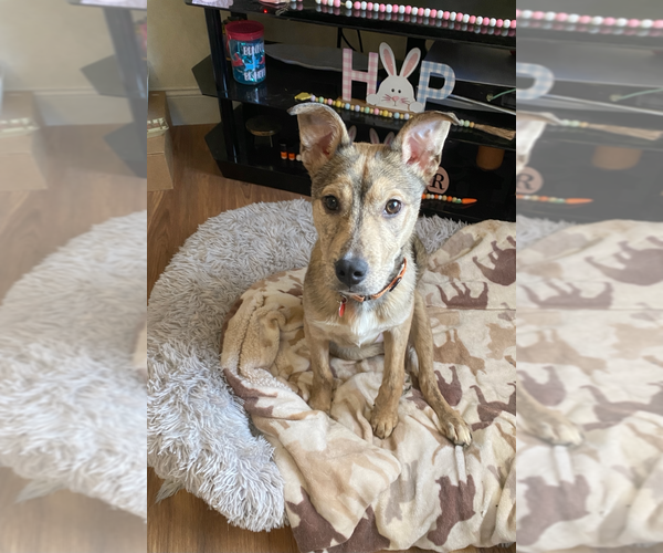 Medium Photo #4 Mutt Puppy For Sale in Springdale, PA, USA