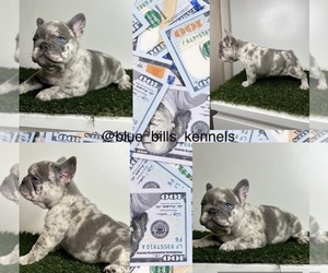 French Bulldog Puppy for sale in BAKERSFIELD, CA, USA