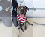 Small #9 Labrador Retriever Mix