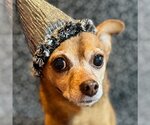 Small #13 Chihuahua Mix