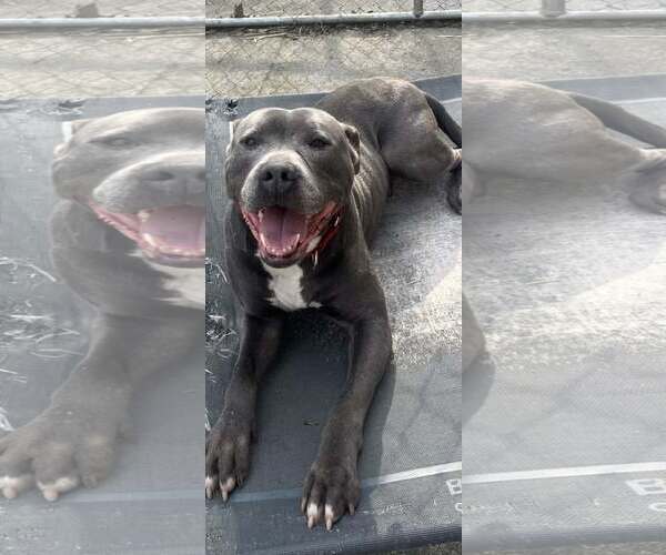 Medium Photo #1 Mutt Puppy For Sale in Hinton, WV, USA