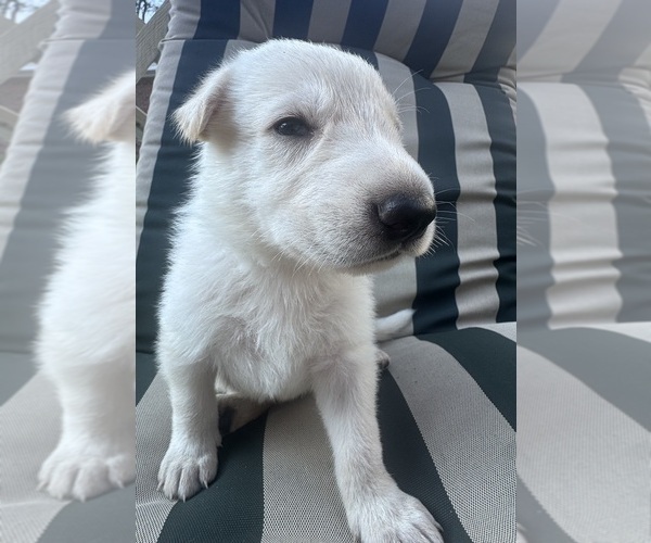 Medium Photo #13 German Shepherd Dog Puppy For Sale in SPRINGFIELD, MO, USA