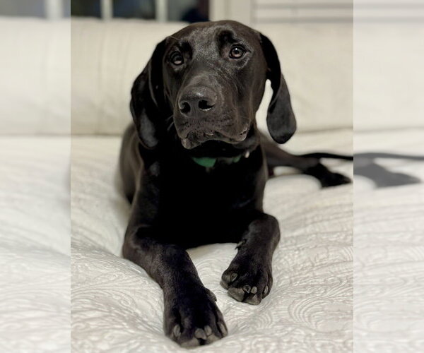 Medium Photo #42 Labrador Retriever-Unknown Mix Puppy For Sale in Brewster, NY, USA