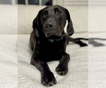 Small #41 Labrador Retriever Mix