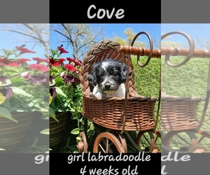 Miniature Labradoodle Puppy for sale in MILLVILLE, MN, USA