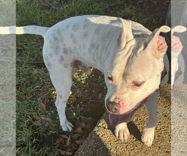 Medium Photo #9 American Staffordshire Terrier-Staffordshire Bull Terrier Mix Puppy For Sale in HOUSTON, TX, USA