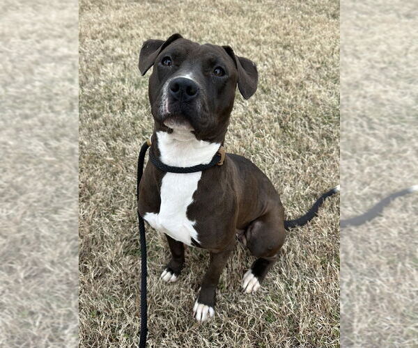 Medium Photo #3 Mutt Puppy For Sale in Evansville, IN, USA