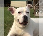 Small #1 Boxer Mix