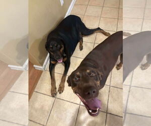 Mutt Dogs for adoption in Gulfport, MI, USA