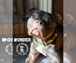 Small #7 American Pit Bull Terrier