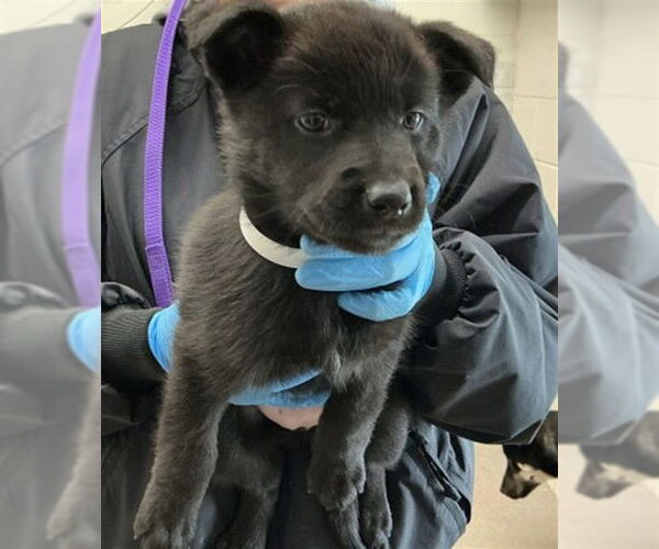 Medium Photo #2 Mutt Puppy For Sale in San Bernardino, CA, USA