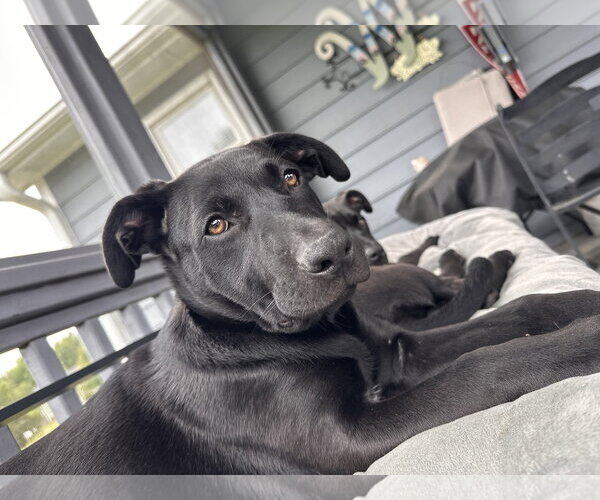 Medium Photo #2 Labrador Retriever-Unknown Mix Puppy For Sale in Garner, NC, USA