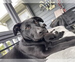 Small #1 Labrador Retriever Mix